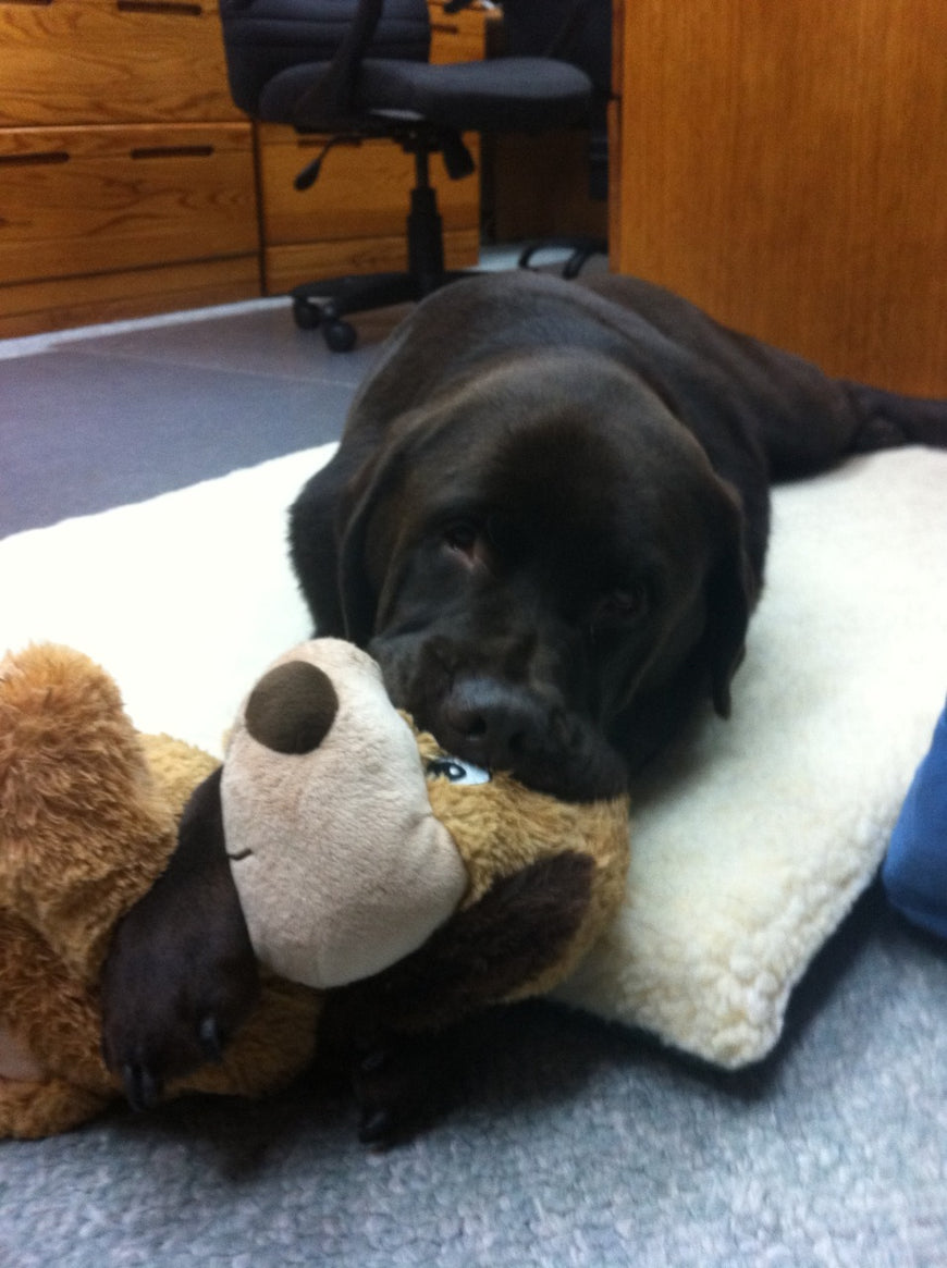 Our Puppy Dog named Bear looking all adorable!